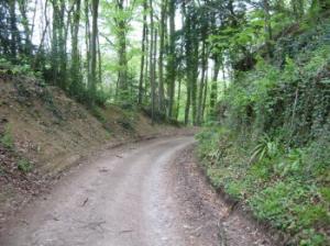 path through Horsley Wood