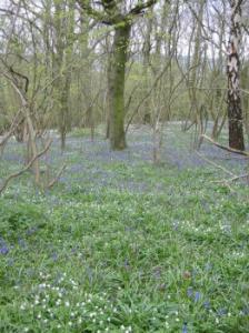  Bluebells in Paget Woods
