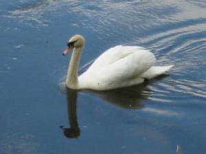 swan opposite Lower Lydbrook