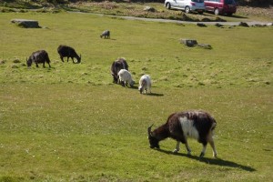 Some of the goats in the Valley of the Rocks