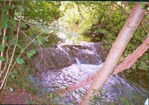 woodland stream at golf course woodland stream alongside golf course