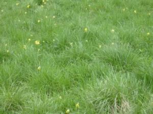 cowslip meadow near Horsley
