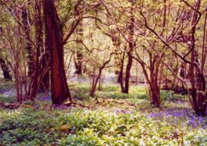Ebbor Woods