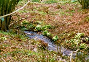 Holes Ash Spring primroses at Holes Ash Spring