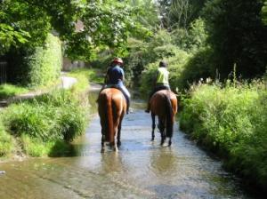 horses in Bide Brook