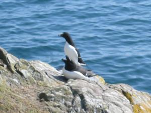 Razorbill on Skomer Island