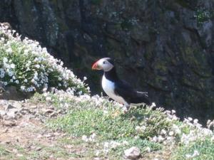 puffin at The Wick, Skomer Island