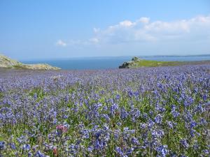 May on Skomer Island
