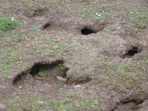burrows litter the ground on Skomer Island